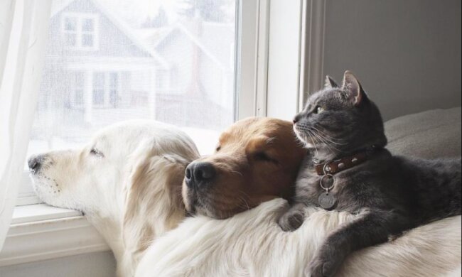 Zwei Hunde und eine Katze leben als eine Einheit zusammen