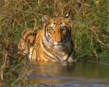Tiger. Quelle: YouTube Screenshot