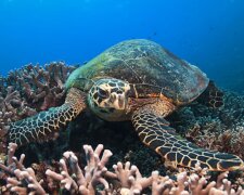 Es blieben nur wenige Tage für die Schildkröte: Sie schwamm auf den Taucher zu und zeigte ihm ihren Panzer