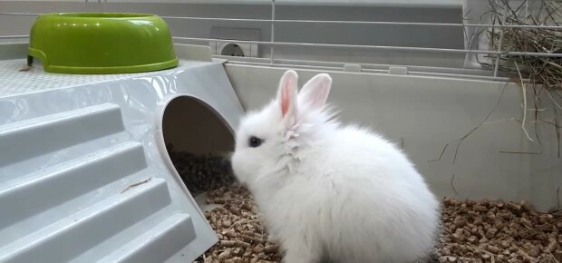 Die Besitzer haben das Interesse verloren: Vier Kaninchen im Kronacher Tierheim suchen ein Zuhause und fürsorgliche Besitzer