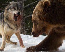 Der Mann war Teil des Rudels und die Wölfe schützten ihn vor dem Bären, wobei sie ihr Leben riskierten