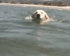 Der Hund im Wasser. Quelle: Screenshot YouTube