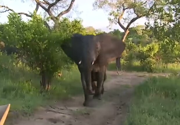 Elefantenkuh. Quelle: Screenshot Youtube