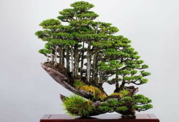 Die überfeinerte Kunst: Der Künstler schafft Wälder aus Bonsai-Bäumen