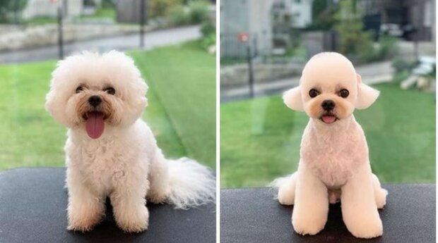 Erstaunliche Transformationen von Hunden, die schließlich in die Hände von Hundenfriseuren fielen