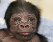 Lang ersehntes Baby: In einem amerikanischen Zoo brachte ein Gorilla ein seltenes Baby zur Welt
