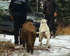 Starke Freundschaft: Das Wildschwein bestand darauf, dass die Polizei seinen Hund zurückgibt