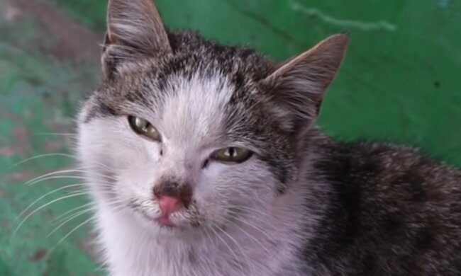 Ein von allen verlassenes Tier. Quelle: Screenshot YouTube