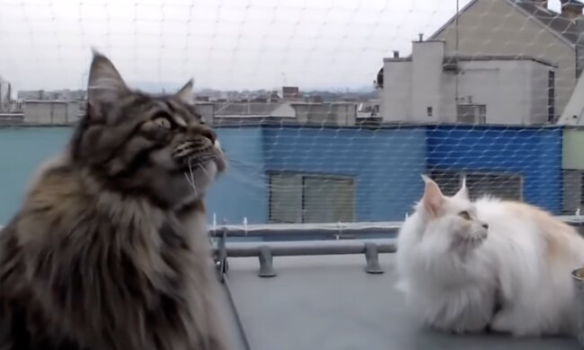 Katzen. Quelle: Screenshot YouTube