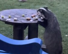 Der Dachs beschloss, die Reste vom Tisch zu essen, aber alle seine Bemühungen waren erfolglos