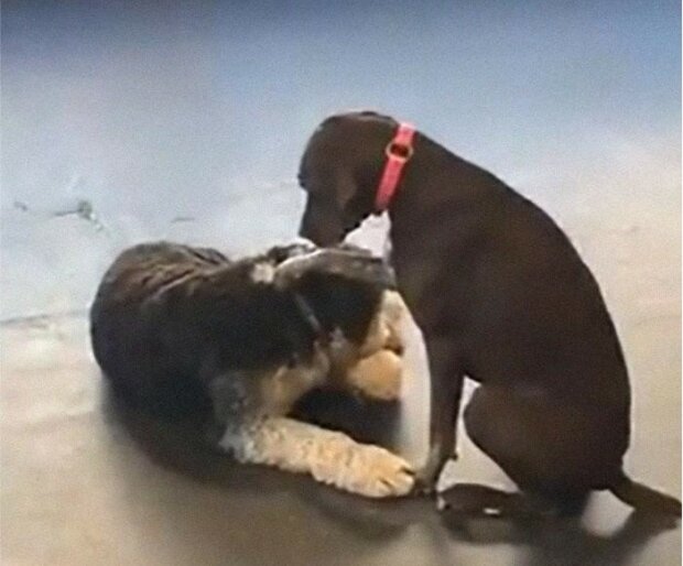 “Die meisten Hunde machen sich darüber keine Sorgen und lassen sich einfach von Ruby streicheln”: Ein Foto eines Hundes, der gerne andere Hunde streichelt