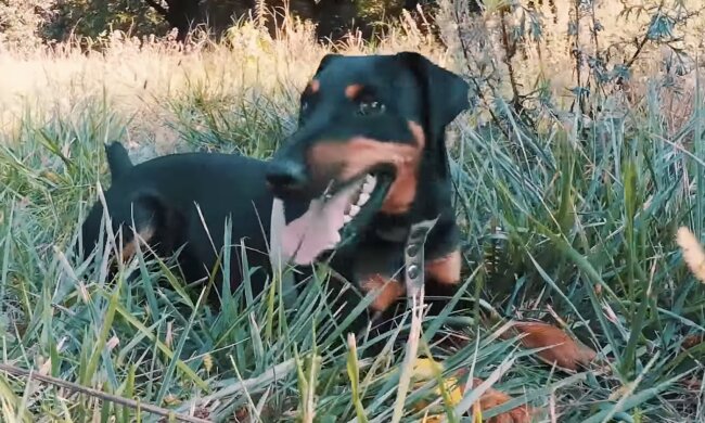 Neues Leben. Quelle: Screenshot YouTube