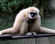 Ein Gibbon. Quelle: Screenshot YouTube