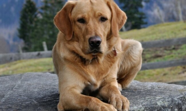 100 Kilometer unterwegs: ein treuer Hund hielt es nicht aus, getrennt zu leben, und begab sich auf die Suche nach seinen Besitzern