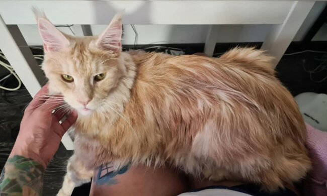 Das Herz eines Kätzchens schlug außerhalb seiner Brust, aber Fürsorge und Liebe ließen es zu einer prächtigen Katze heranwachsen