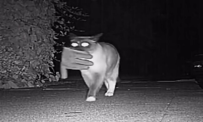 Katze stiehlt Sachen der Nachbarn. Quelle: Screenshot Youtube