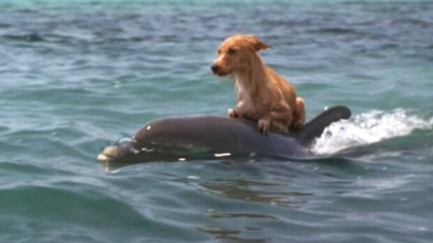 Freundschaft kennt keine Grenzen: Der Hund und der Delphin wurden beste Freunde