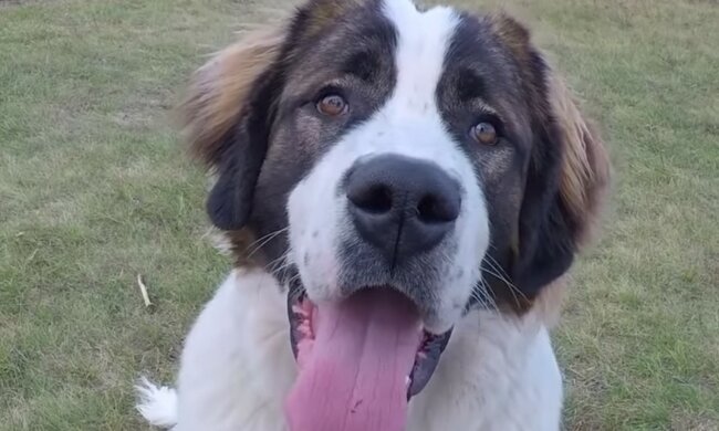 Heldentat eines Tieres