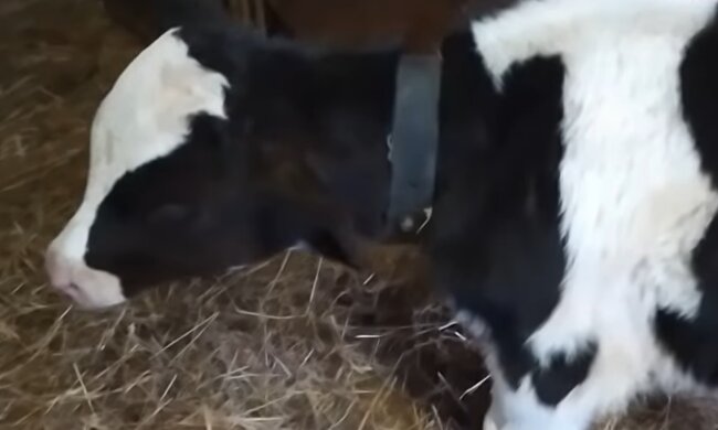 Kalb. Quelle: YouTube Screenshot