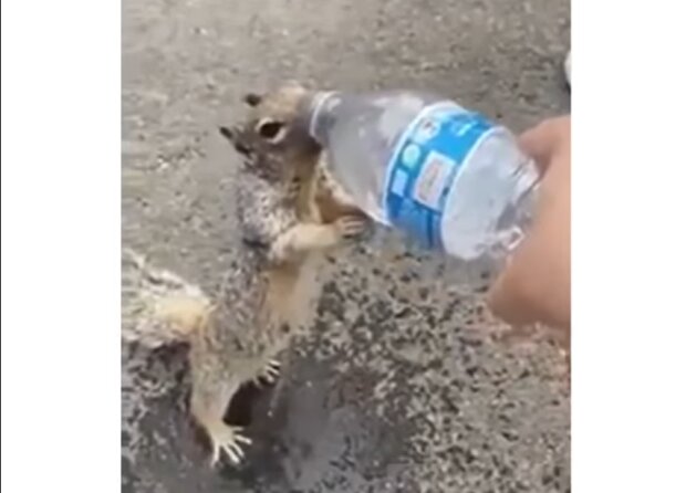 Das Eichhörnchen, das eine Flasche Wasser in den Händen eines Mannes sah, bat ihn nett um ein Getränk