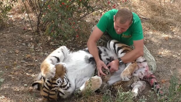 Freundschaft zwischen einem Mann und einer Tigerin. Quelle: Youtube Screenshot