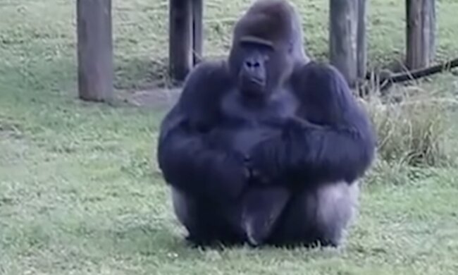 Gorila. Quelle: Screenshot YouTube