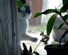 Eine streunende Katze kam an das Fenster eines Fremden und bat darum, ins Haus zu kommen