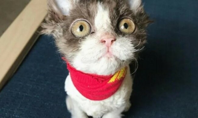 Die Geschichte von Appa, besonderer Katze, die niemand aus dem Tierheim mitnehmen wollte