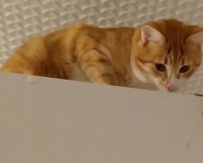 Aslan. Quelle: YouTube Screenshot