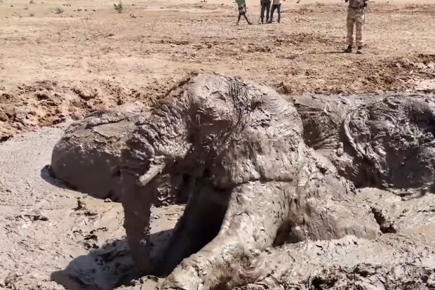 Elefanten steckten in einer Schlammpfütze fest. Quelle: Screenshot Youtube