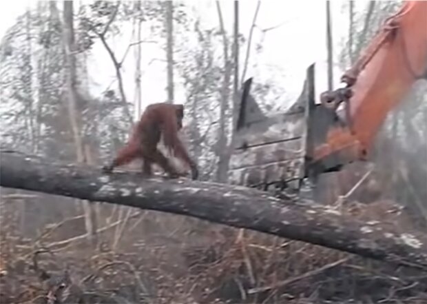 Orang-Utan steht einem Bagger entgegen. Quelle: Screenshot Youtube