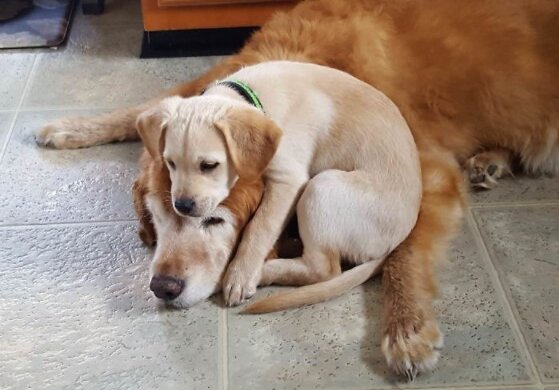 Hunde, die sich überhaupt nicht über ihre jüngeren Geschwister freuen