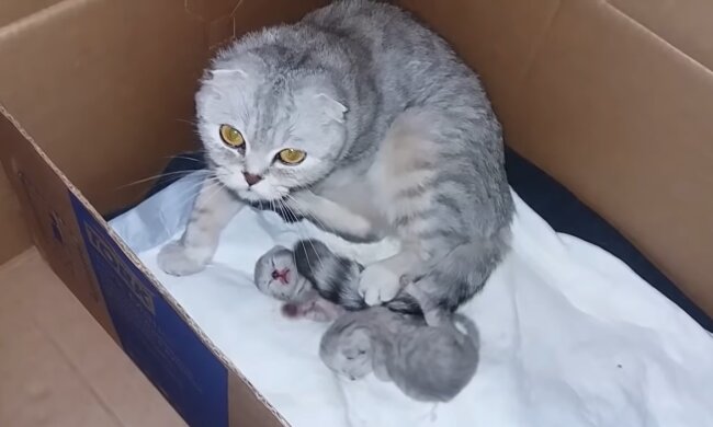"Ein außergewöhnlicher Besuch": Trächtige Katze bringt ihre Kleinen zu Rettern