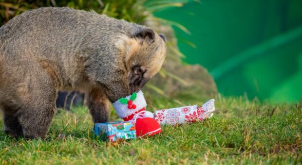 Die Tiere im Zoo Hannover haben zu Weihnachten Geschenke erhalten und diese sofort ausgepackt