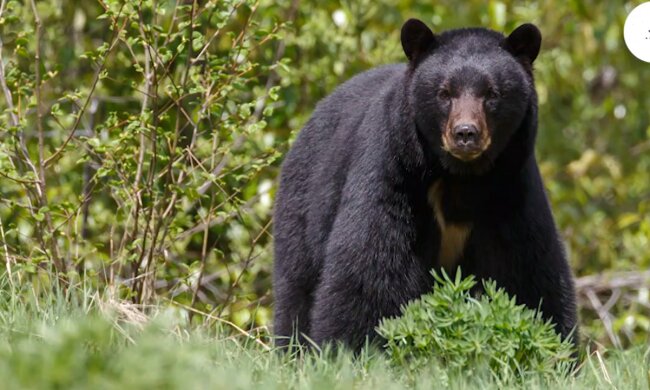 Ein ungebetener Gast aus der Wildnis. Quelle: Screenshot YouTube