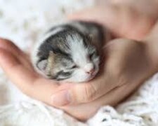 Das Kätzchen wurde an die Schwelle des Tierheims geworfen. Er schien wenige Chancen zu haben. Aber zum Glück war ein Mädchen mit einem guten Herzen in der Nähe