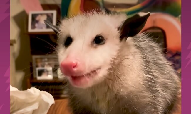 Opossum. Quelle: Screenshot Youtube