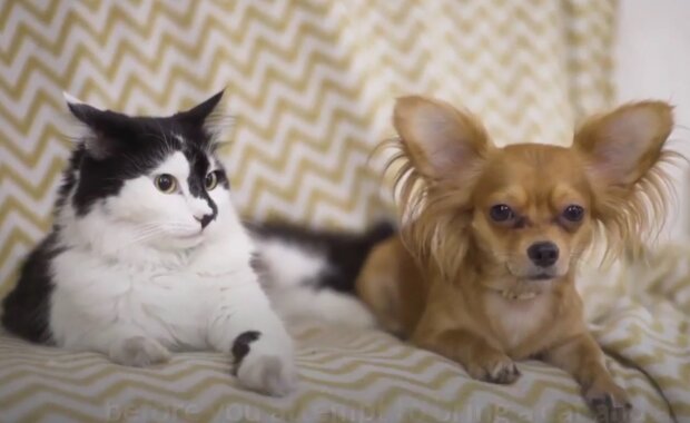 Aufrichtige Freundschaft ist auch für Tiere charakteristisch. Quelle: Screenshot YouTube