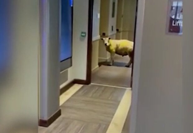 Eine unerwartete Begegnung mit einem Schaf hat das Hotelpersonal verwirrt