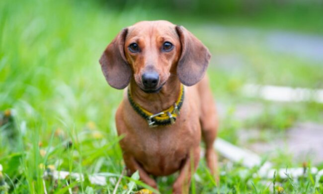 Dackel ist Vegetarier: warum der Hund sich weigerte, zu fressen