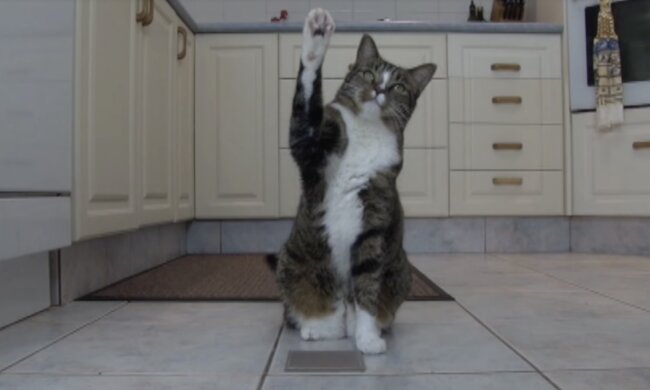 Die klügste Katze der Welt. Quelle: Screenshot YouTube