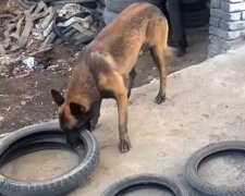 Hund und Reifen. Quelle: Screenshot YouTube