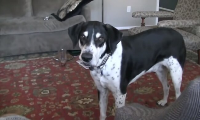 Sprechender Hund. Quelle: Screenshot YouTube