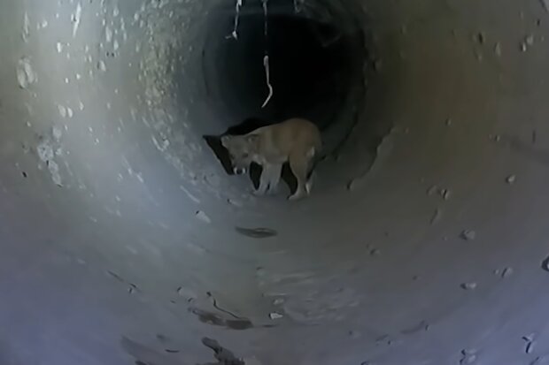 Welpe fiel in eine Falle. Quelle: Screenshot Youtube
