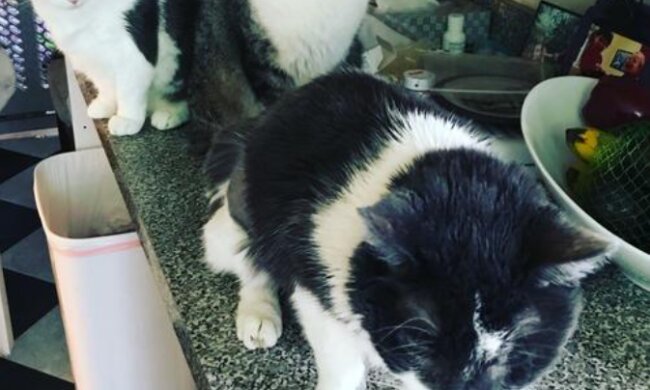 Eine durchschnittliche amerikanische Lehrerin gab $19 000 für eine Nierentransplantation für eine Katze aus