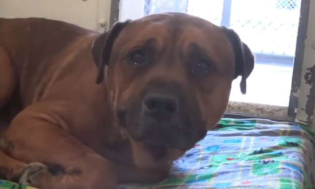 Ein Mann gab seinen Hund ins Tierheim und der Hund weinte: wie ist  Schicksal  von dem Tier geworden