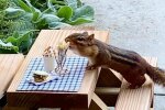 Fürsorge für Tiere: Frau eröffnete ein Streifenhörnchen-Restaurant