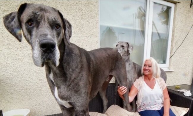 Die Größe ist beeindruckend: Die Deutsche Dogge gewann zwei Weltrekorde