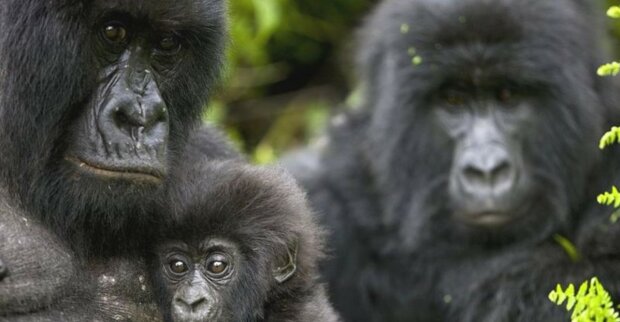 Natur versagt: Wildtierpopulation am Rande der Auslöschung