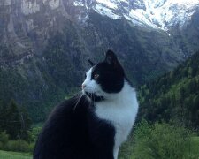 Wie eine Katze einem in den Bergen verlorenen Mann half, den Weg nach Hause zu finden